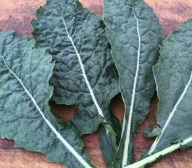 Chou frisé Lacinato Biologique (Kale) (Semences)