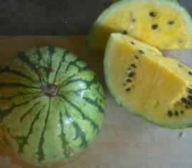 Melon d'eau Early Moobeam Biologique (Semences)