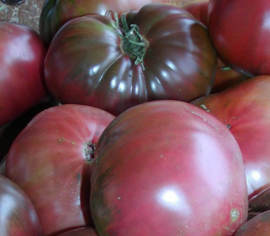 Tomate standard Black Sea Man Biologique (Semences)