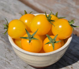 Tomate cerise Gold Nugget Biologique (Semences)