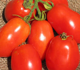 Tomate italienne Ropreco Paste Biologique (Semences)