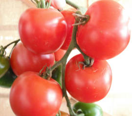 Tomate standard Stupice Biologique (Semences)
