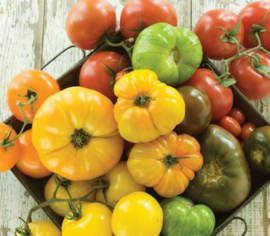 Tomate en mélange gros fruits Biologique (Semences)