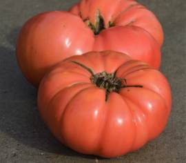 Tomate beefsteak Dester Biologique (Semences)
