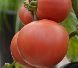 Tomate standard Rose Aimée Biologique (Semences)