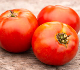 Tomate standard Plourde Biologique (Semences)