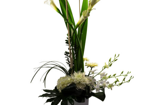 Arrangement Colombe blanche
