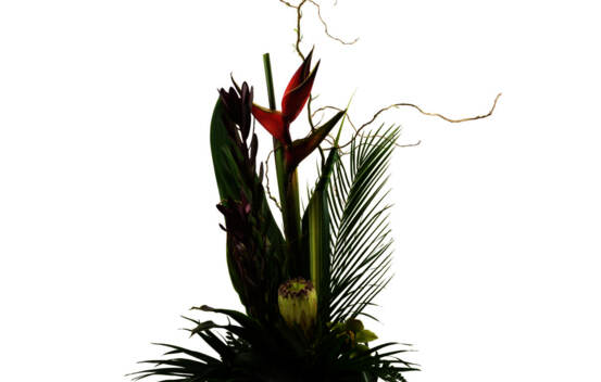 Arrangement Apricotta