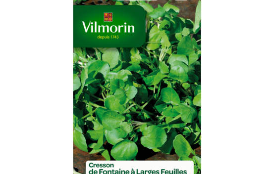 Cresson de Fontaine &agrave; larges feuilles