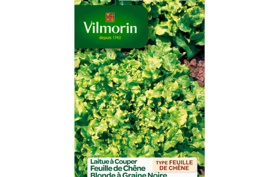 Laitue &agrave; couper Feuille de Ch&ecirc;ne blonde (graines noires)