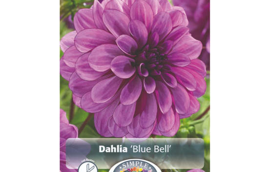 Dahlia Blue Bell (D&eacute;coratif) (1 bulbe)