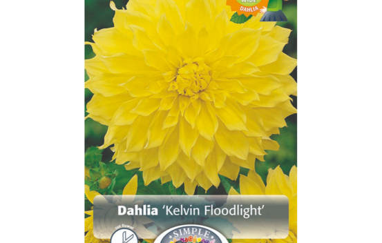 Dahlia Kelvin Floodlight (Dinnerplate) (1 bulbe)