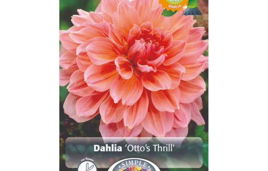 Dahlia Otto's Thrill (Dinnerplate) (1 bulbe)