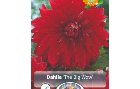 Dahlia The Big Wow (Dinnerplate) (Paquet de 2)