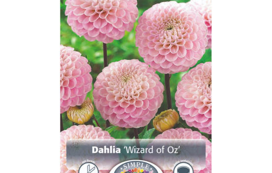 Dahlia Wizard of Oz (Pompon) (1 bulbe)