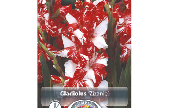 Glaïeul Zizanie (À grandes fleurs) (Paquet de 8 bulbes) (taille : 14 cm et +)