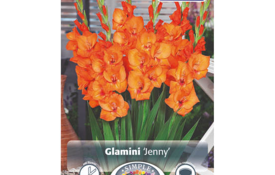Glaïeul Jenny (Glamini) (Paquet de 10 bulbes) (taille : 10/12 cm)