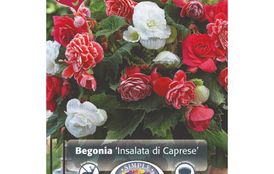 B&eacute;gonia Insalata di Caprese (M&eacute;lange Perfect Partners) (Paquet de 5 bulbes) (taille : 5/6 cm)
