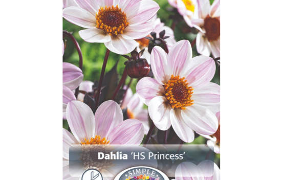 Dahlia Happy Single Princess (Feuillage foncé) (1 bulbe)
