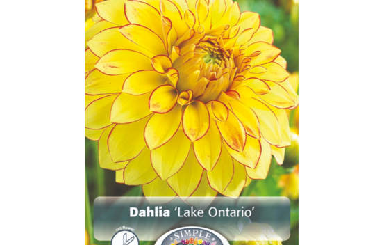 Dahlia Lake Ontario (D&eacute;coratif) (1 bulbe)
