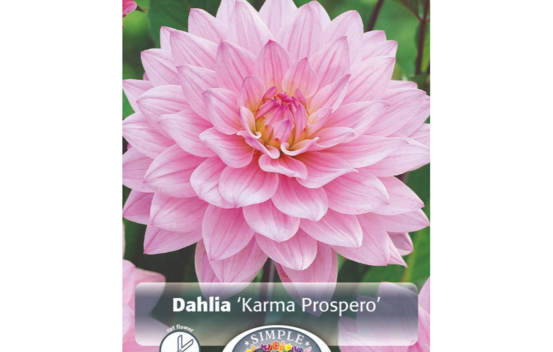 Dahlia Prospero (Karma) (1 bulbe)