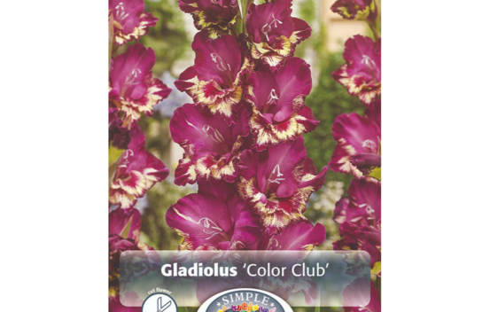 Glaïeul Color Club (À grandes fleurs) (Paquet de 10 bulbes) (taille : 12/14 cm)