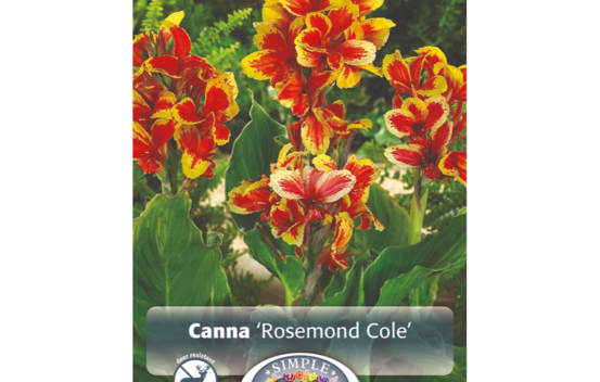 Canna Rosemond Cole (1 unit&eacute;)