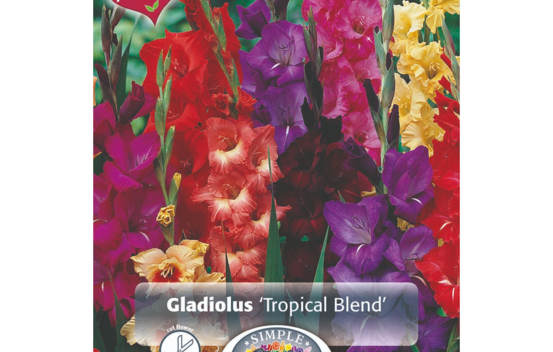 Glaïeul Tropical Blend (Mélange Perfect Partners) (Paquet de 25 bulbes) (taille : 12/14 cm)