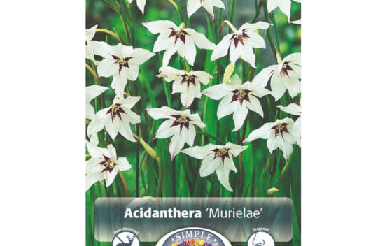 Gla&iuml;eul Murielae (Acidanthera) (Paquet de 10 bulbes)