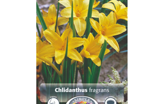 Chlidanthus Fragrans (Paquet de 2) (taille : 10/12 cm)