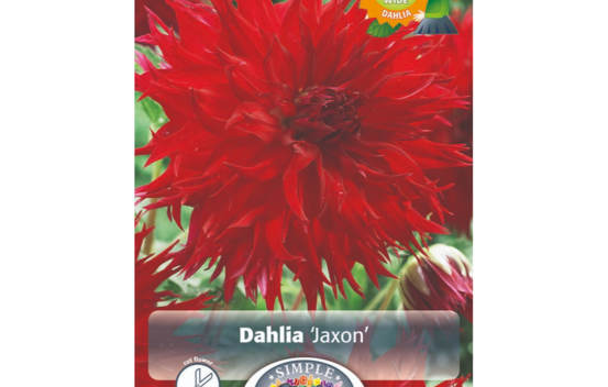 Dahlia Jaxon (Dinnerplate) (1 unité)