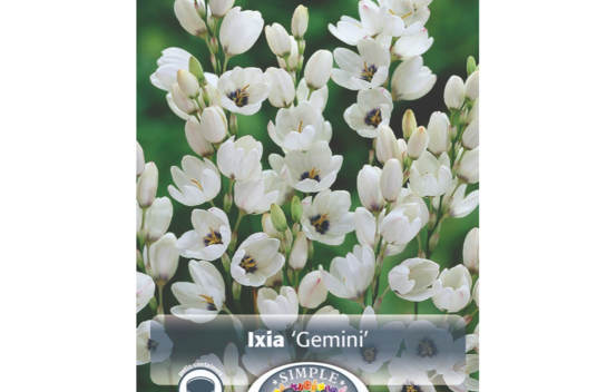 Ixia Gemini (Paquet de 30 bulbes)