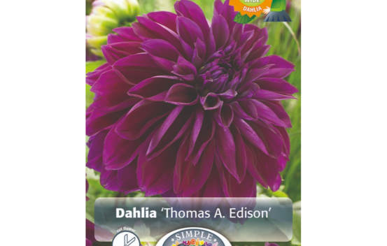 Dahlia Thomas A. Edison (Dinnerplate) (Paquet de 2 bulbes)