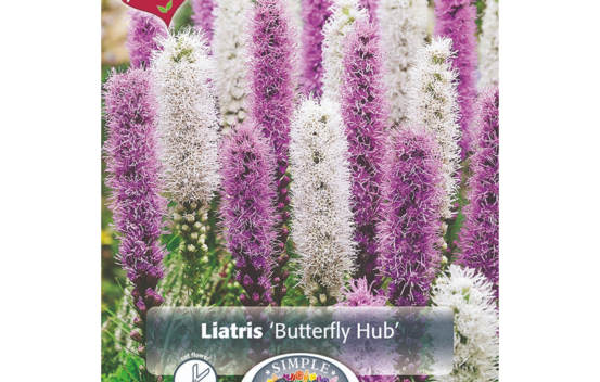 Liatris Butterfly Hub (Mélange Perfect Partners) (Paquet de 20 bulbes) (taille : 12 cm et +)