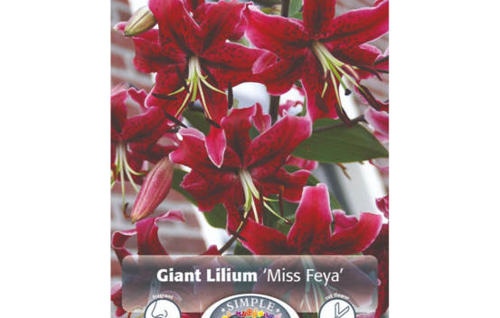 Lys Miss Feya (Comme un arbre) (Paquet de 2 bulbes)