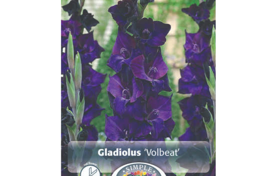 Gla&iuml;eul Volbeat (&Agrave; grandes fleurs) (Paquet de 8 bulbes) (taille : 14 cm et +)
