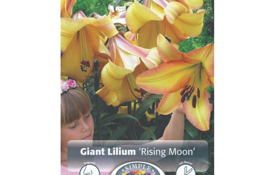 Lys Rising Moon (Comme un arbre) (Paquet de 2 bulbes)
