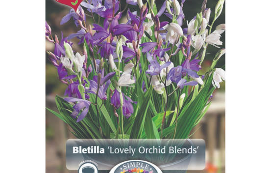 Bletilla Lovely Orchid Blends (M&eacute;lange Perfect Partners) (Paquet de 3 bulbes)