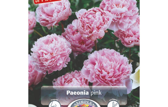 Pivoine Hardy Pink (Emballage &eacute;conomique) (Paquet de 2 bulbes)