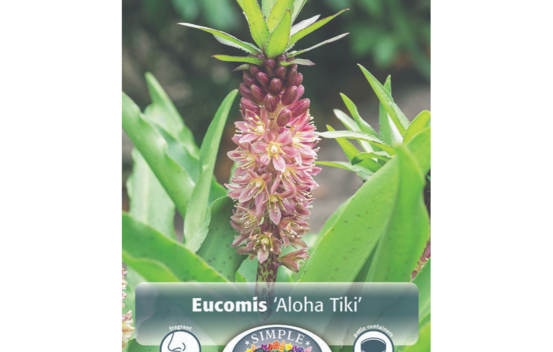 Eucomis Aloha Tiki (Paquet de 2 bulbes)