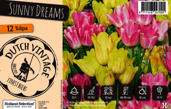 Tulipe Sunny Dreams (M&eacute;lange Dutch Vintage) (Paquet de 12 bulbes)