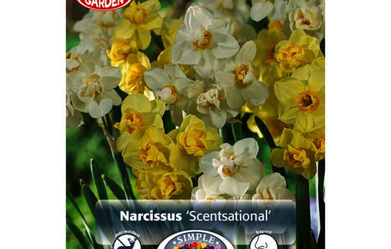Narcisse Scentsational (M&eacute;lange Border Garden) (Paquet de 10 bulbes)