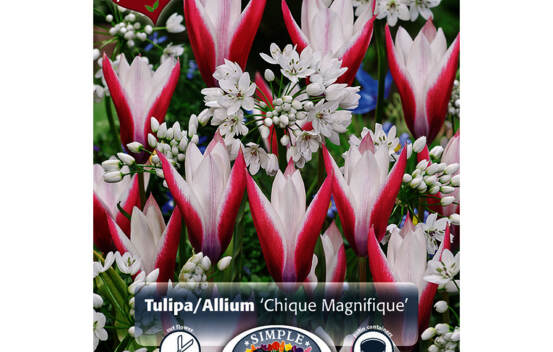 Tulipe et Allium Chique Magnifique (M&eacute;lange Perfect Partners) (Paquet de 30 bulbes)