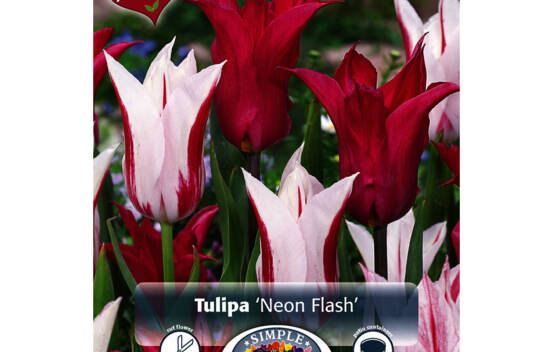 Tulipe Neon Flash (M&eacute;lange Perfect Partners) (Paquet de 10 bulbes)