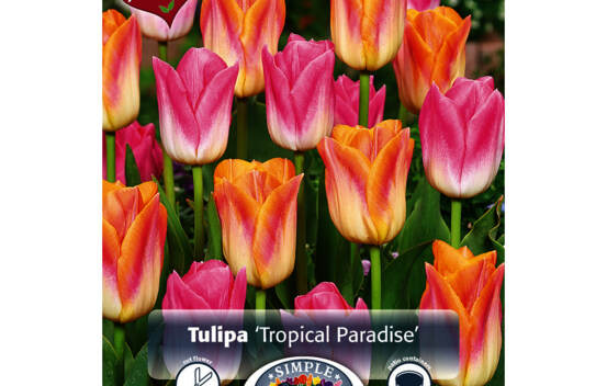 Tulipe Tropical Paradise (M&eacute;lange Perfect Partners) (Paquet de 16 bulbes)