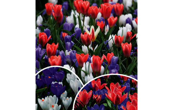 Tulipe et Crocus Yes! Spring! (Landscape Bag) (Paquet de 35 bulbes)