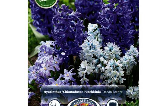 Jacinthe, Chionodoxa et Puschinka Ocean Breeze (P&eacute;riode de floraison &eacute;tendue - Inspiration Blend) (Paquet de 45 bulbes)