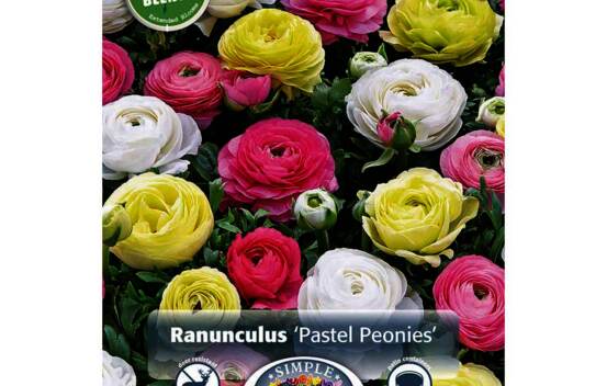 Renoncule Pastel Peonies (P&eacute;riode de floraison &eacute;tendue - Inspiration Blend) (Paquet de 25 bulbes)