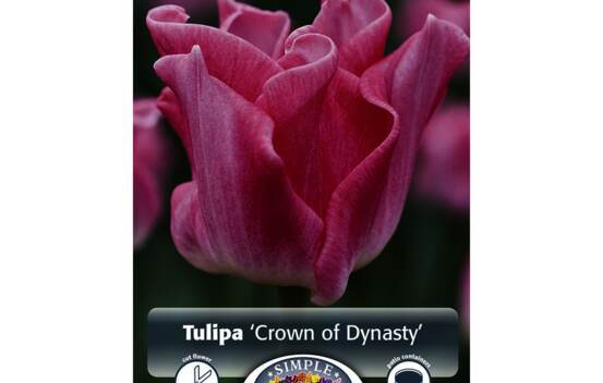 Tulipe Crown of Dynasty (Couronne) (Paquet de 6 bulbes)