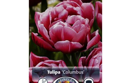 Tulipe Columbus (Double h&acirc;tive) (Paquet de 5 bulbes)